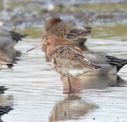 IMG_6818 godwit (Small).jpg