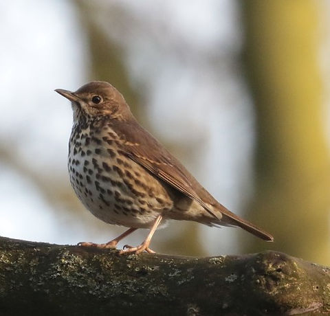 IMG_5315 thrush (Small).jpg
