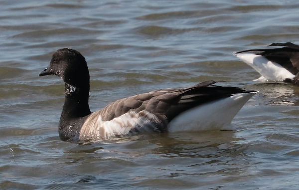 IMG_7928brent goose (Small).JPG