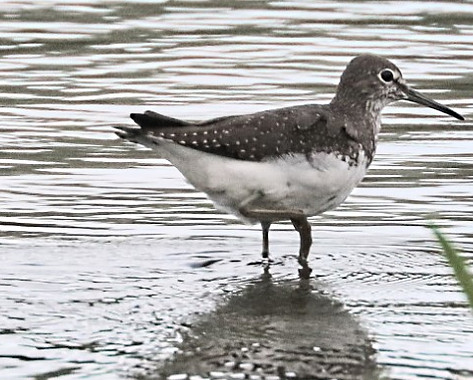 IMG_2639 green sandpiper (Small).jpg