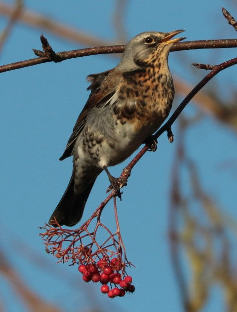 IMG_5067 fieldfare (Small).jpg