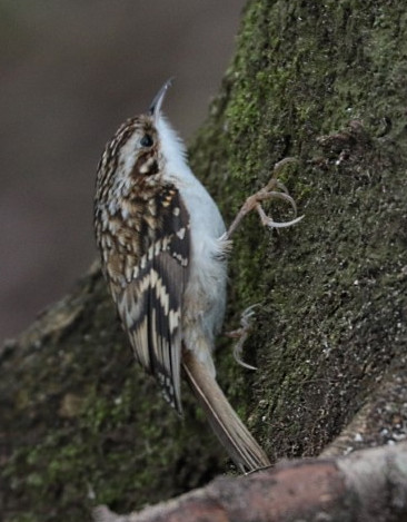 IMG_4906 treecreeper (Small).jpg