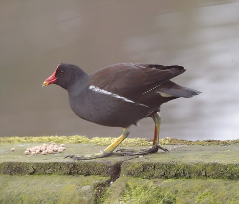 IMG_7817 (Small).JPG