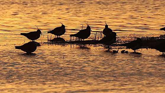 IMG_4961lapwings (Small).JPG