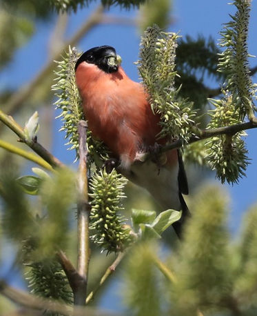 IMG_8445bullfinch (Small).JPG