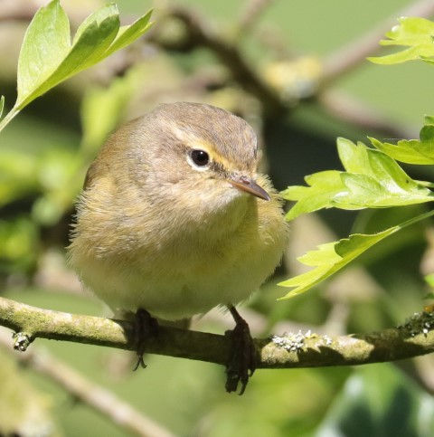 IMG_8821 chiff chaff (Small).jpg