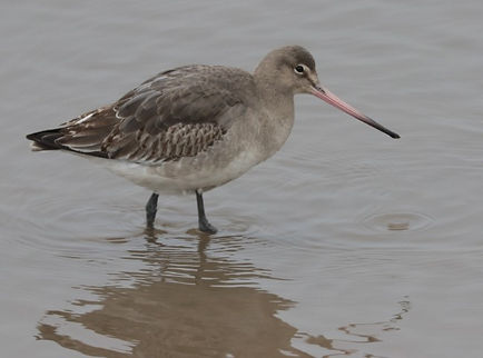 IMG_4168 bar tailed godwit (Small).jpg