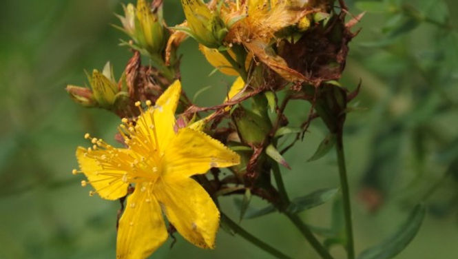 St John's wort