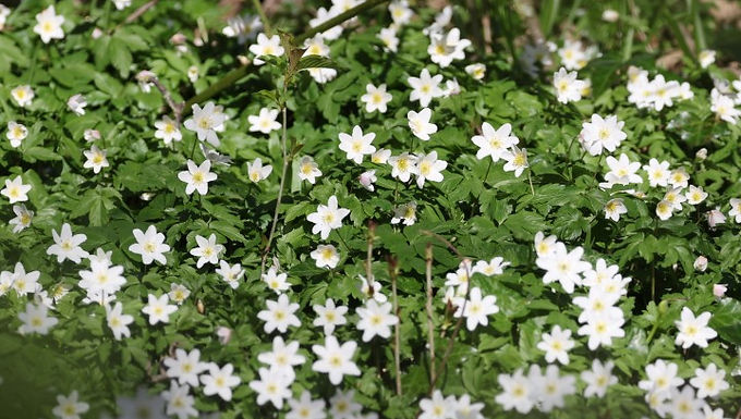 Wood anemone