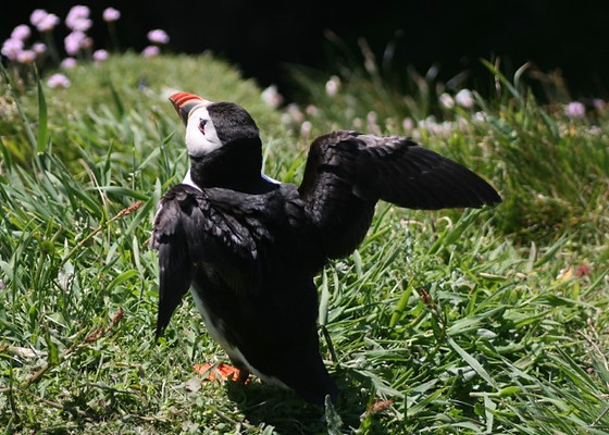 Scotland 2009 233 (Small).jpg