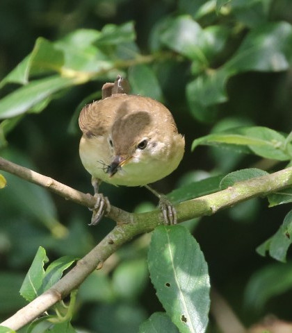 IMG_6793 reed warbler (Small).jpg
