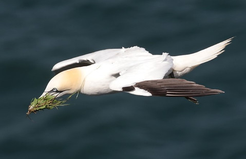 3C9A7712gannet (Small).jpg
