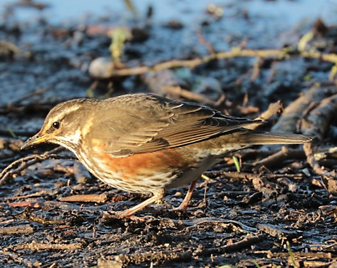 IMG_4651 redwing (Small).jpg