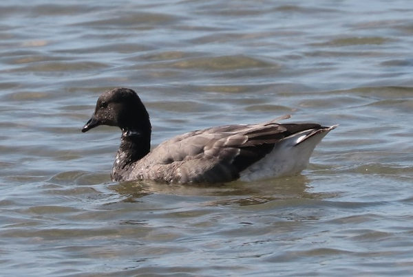 IMG_7939brent goose (Small).JPG