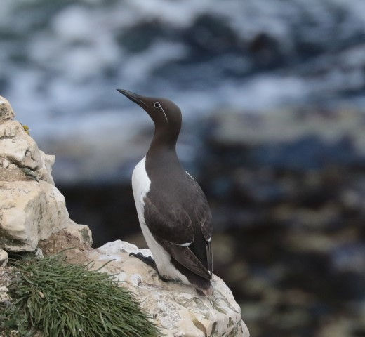 IMG_1254guillemot (Small).JPG
