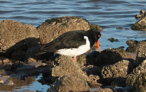 IMG_3765 oystercatcher (Small).jpg