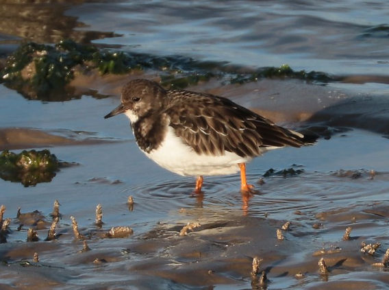 IMG_3772 turnstone (Small).jpg