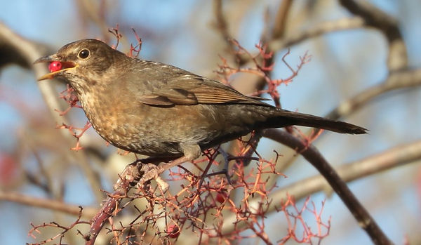 IMG_5078 blackbird (Small).jpg