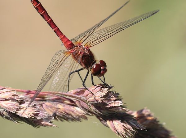 IMG_1611 ruddy darter (Small).jpg