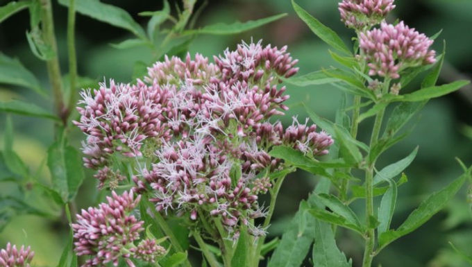 Hemp agrimony