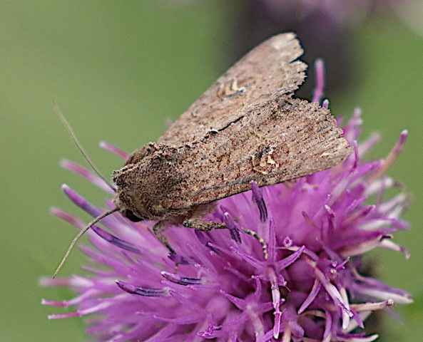common rustic moth (Small).JPG