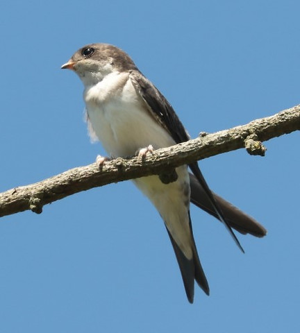 IMG_1282 juvenile house martin (Small).j