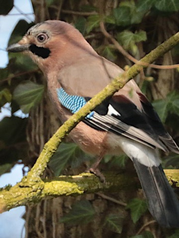 IMG_5386jay (Small).JPG