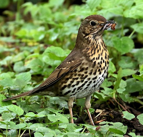 IMG_9171song thrush2 (Small).JPG