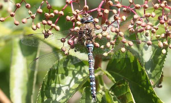 IMG_2712 hawker (Small).jpg