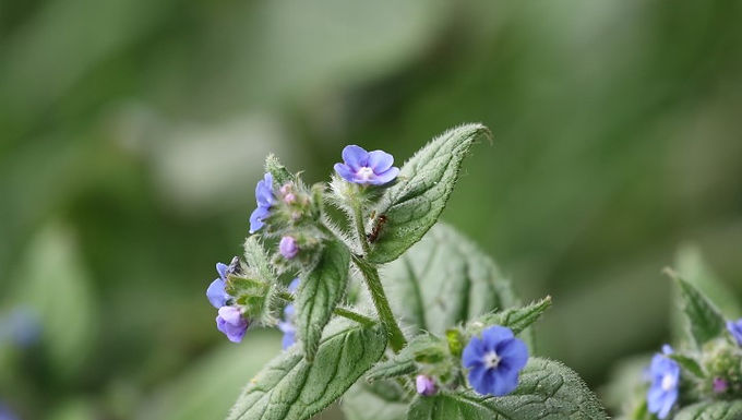 Green alkanet