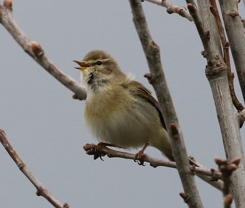 3C9A5257willow warbler (Small).jpg