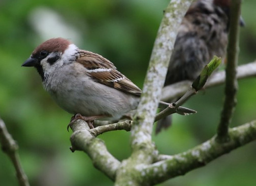 IMG_4998 tree sparrow (Small).jpg