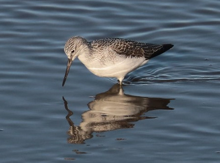 green shank