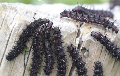 IMG_0066peacock butterfly carepillars (S