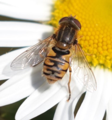 IMG_9115parhelophilus (Small).JPG