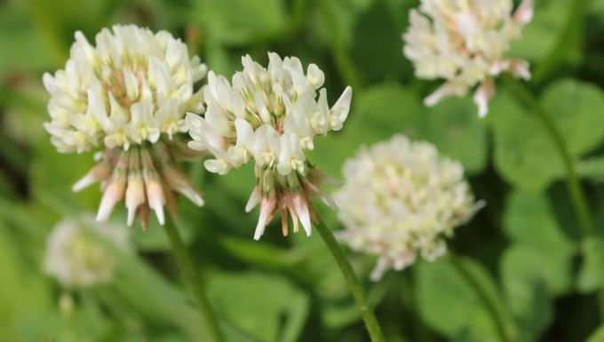White clover