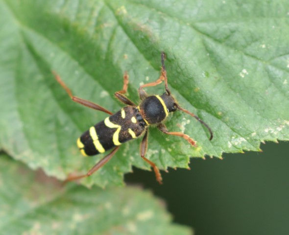 IMG_9512wasp beetle (Small).JPG