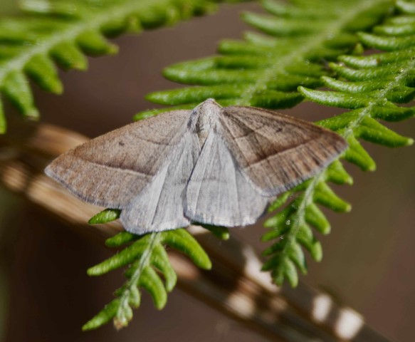 _MG_1147-CR3_DxO_DeepPRIME (Small).jpg