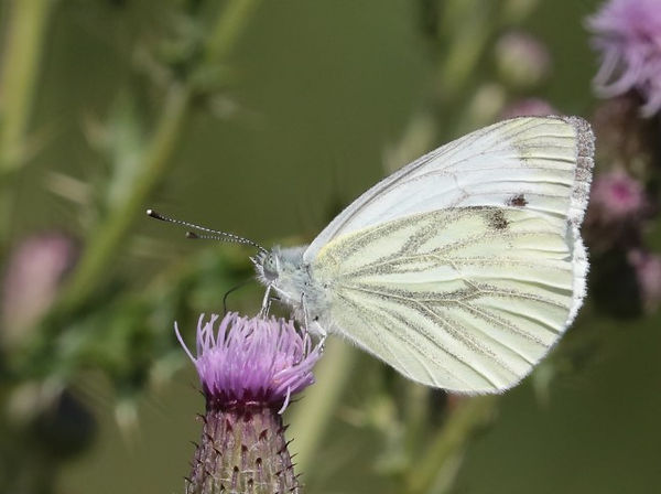 IMG_1843 green veined white (Small).jpg