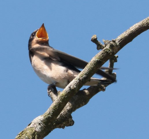 IMG_1259 swallow (Small).jpg