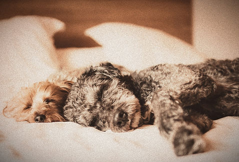 Sleeping Dogs_edited_edited_edited.jpg