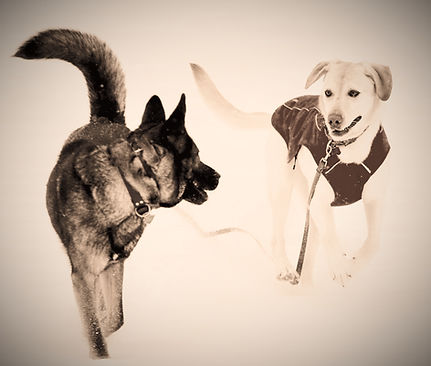 dogs reading each other_edited_edited_ed