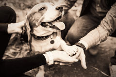 Happy Beagle_edited_edited.jpg