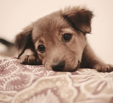 A pic of my cute dog. Love capturing him_edited.jpg