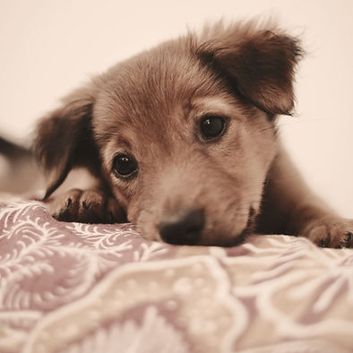 A pic of my cute dog. Love capturing him_edited.jpg