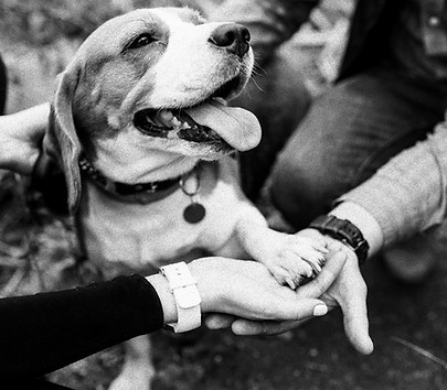 Happy Beagle_edited_edited.jpg