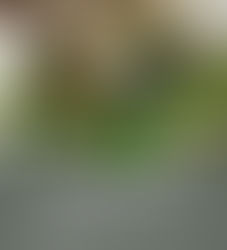 Shinrin Yoku – Waldbaden für die Seele: Warum dieser Duft für mich und meine Yogaschüler:innen so wohltuend ist 🌿 Pure Entspannung