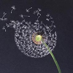 Claire Harrison - Artist