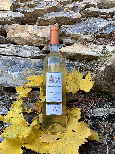 Pinot blanc.jpg