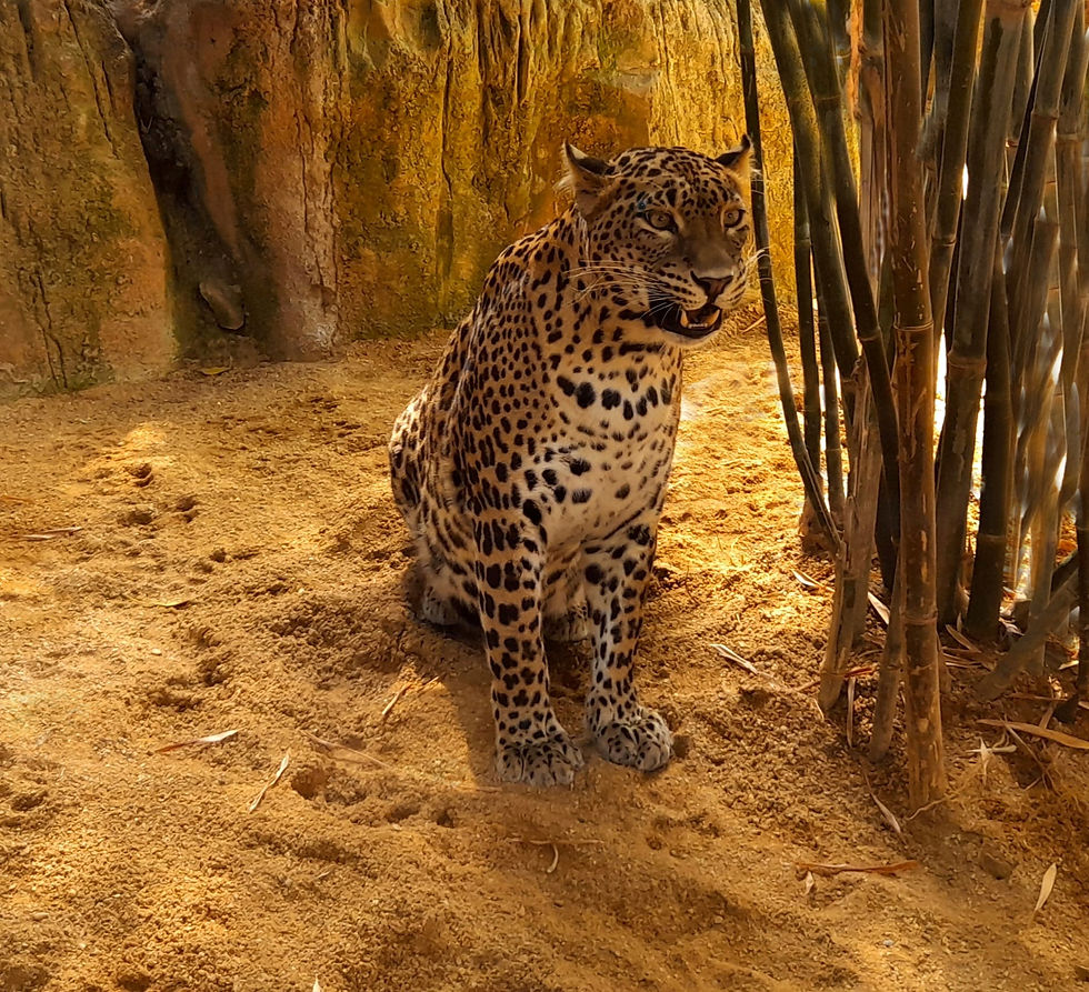 Leopard - Susan Browne - 1st Prize Advanced & Sean Mooney Shield for Best Overall Digital